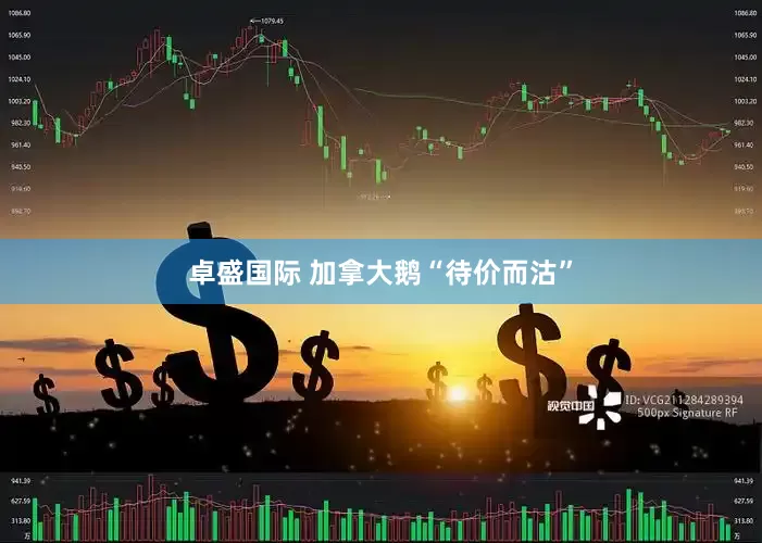卓盛国际 加拿大鹅“待价而沽”